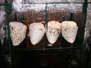 Shiitake