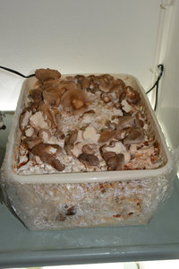 Shiitake1.jpg