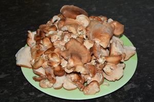 Shiitake2.jpg