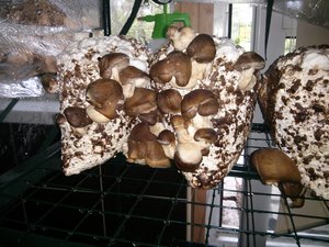 Shiitake